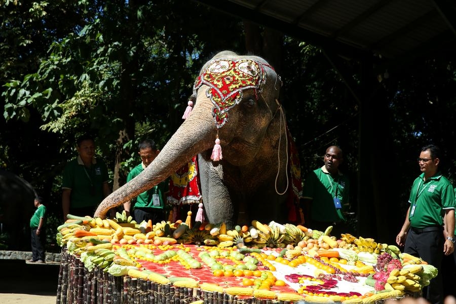 Momo: Beloved female elephant celebrates 72nd birthday