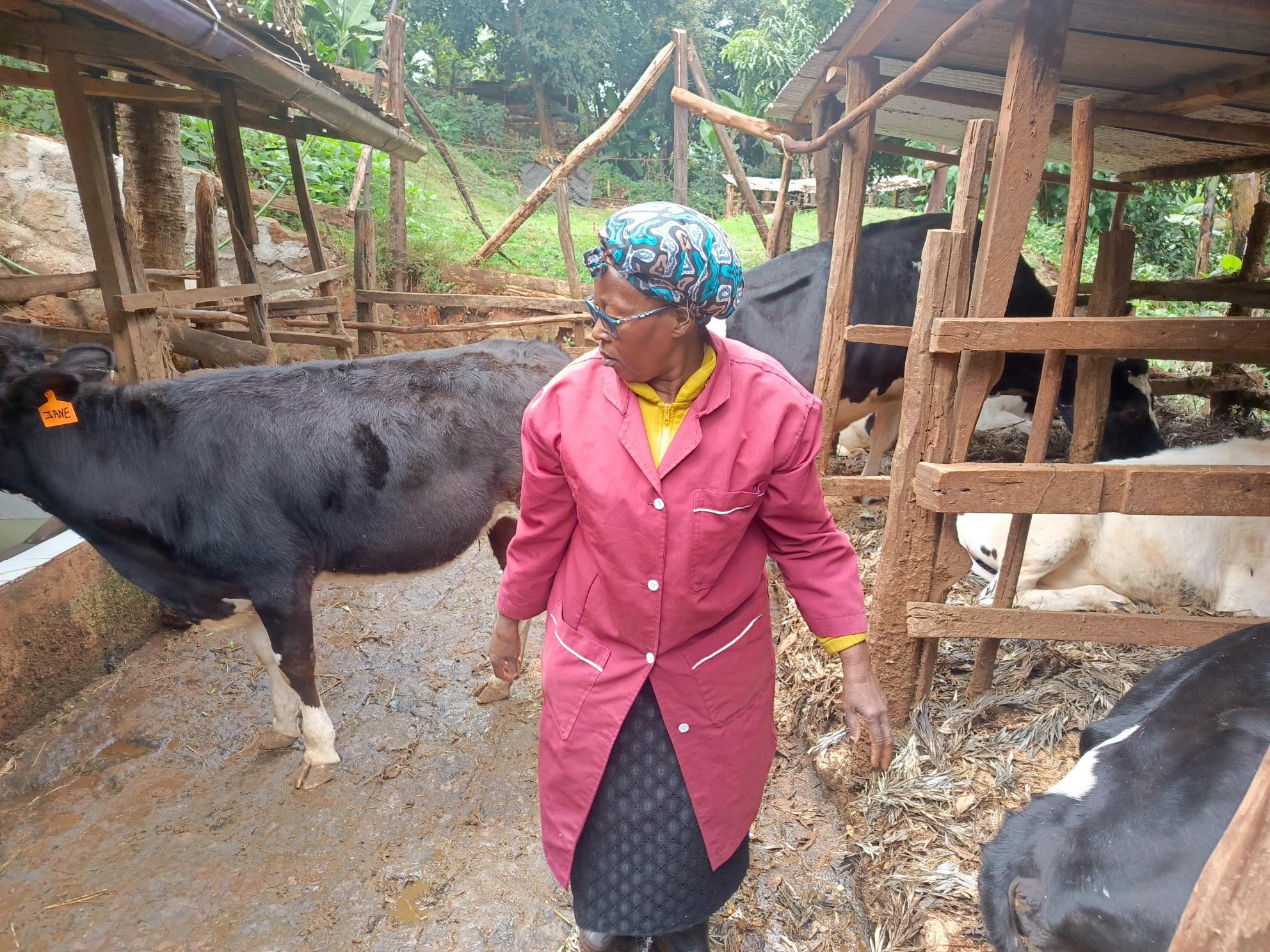 Wakulima dairy taps digital tools to boost milk production