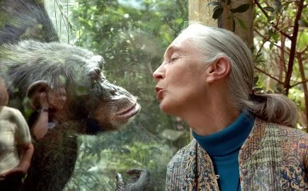 Jane Goodall, chimpanzee expert dies age 91