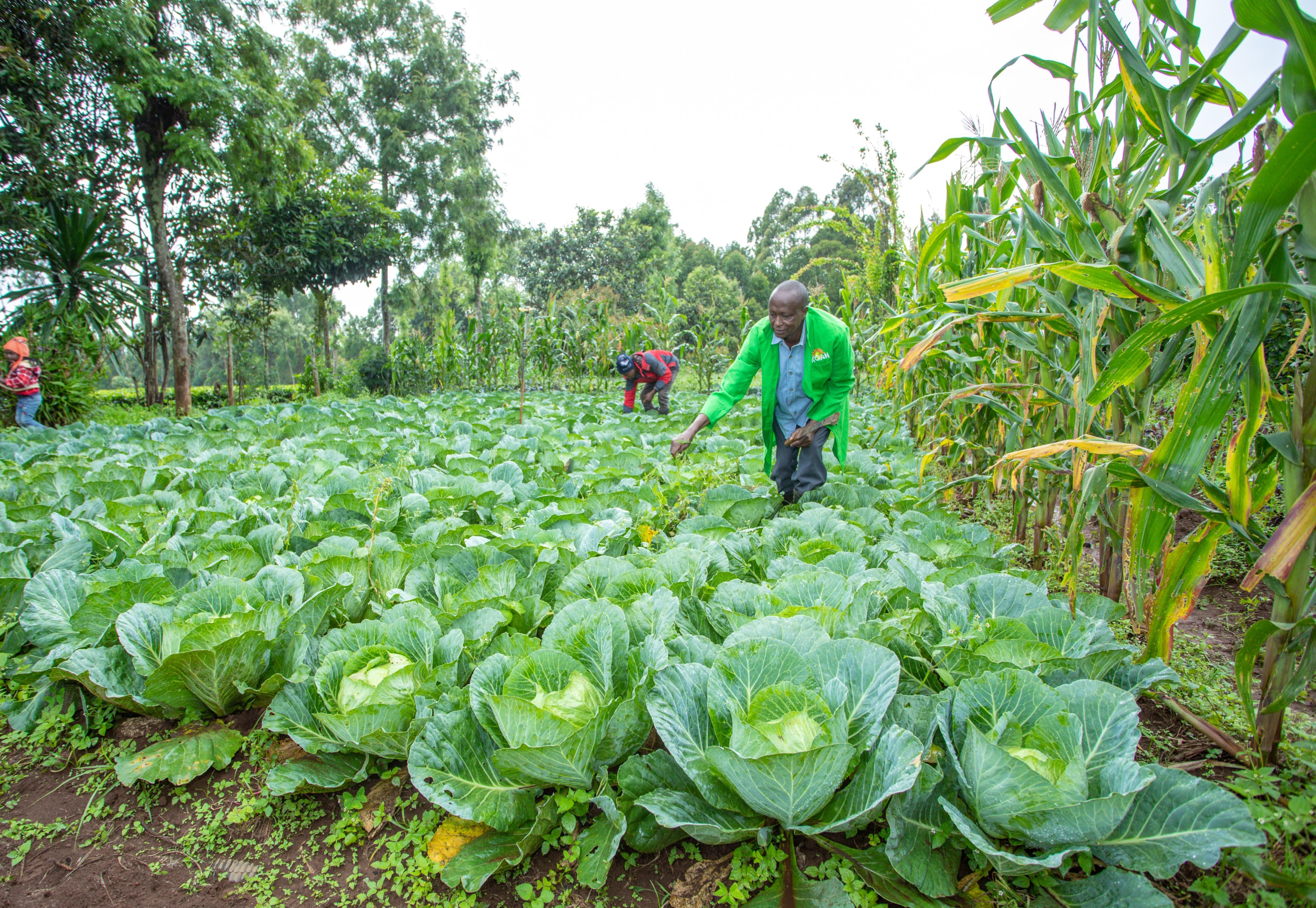 Kirinyaga GDP soars to Sh190 billion as poverty rates drop