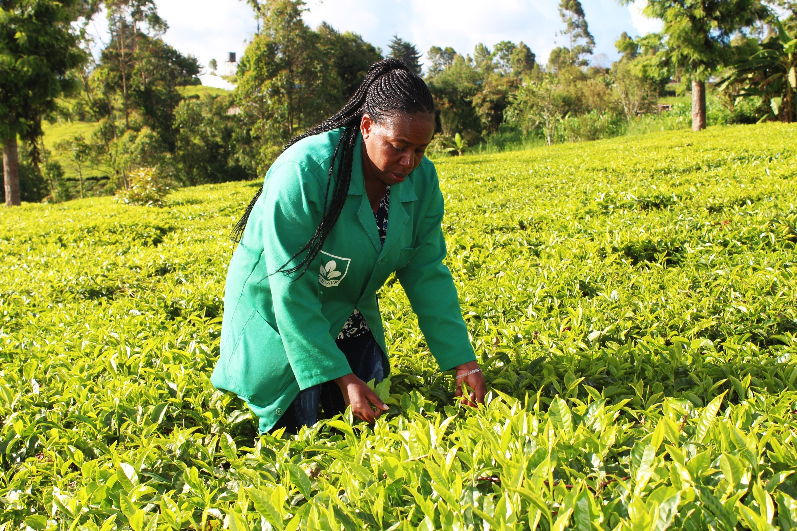 Murang'a tea farmers reject proposed law