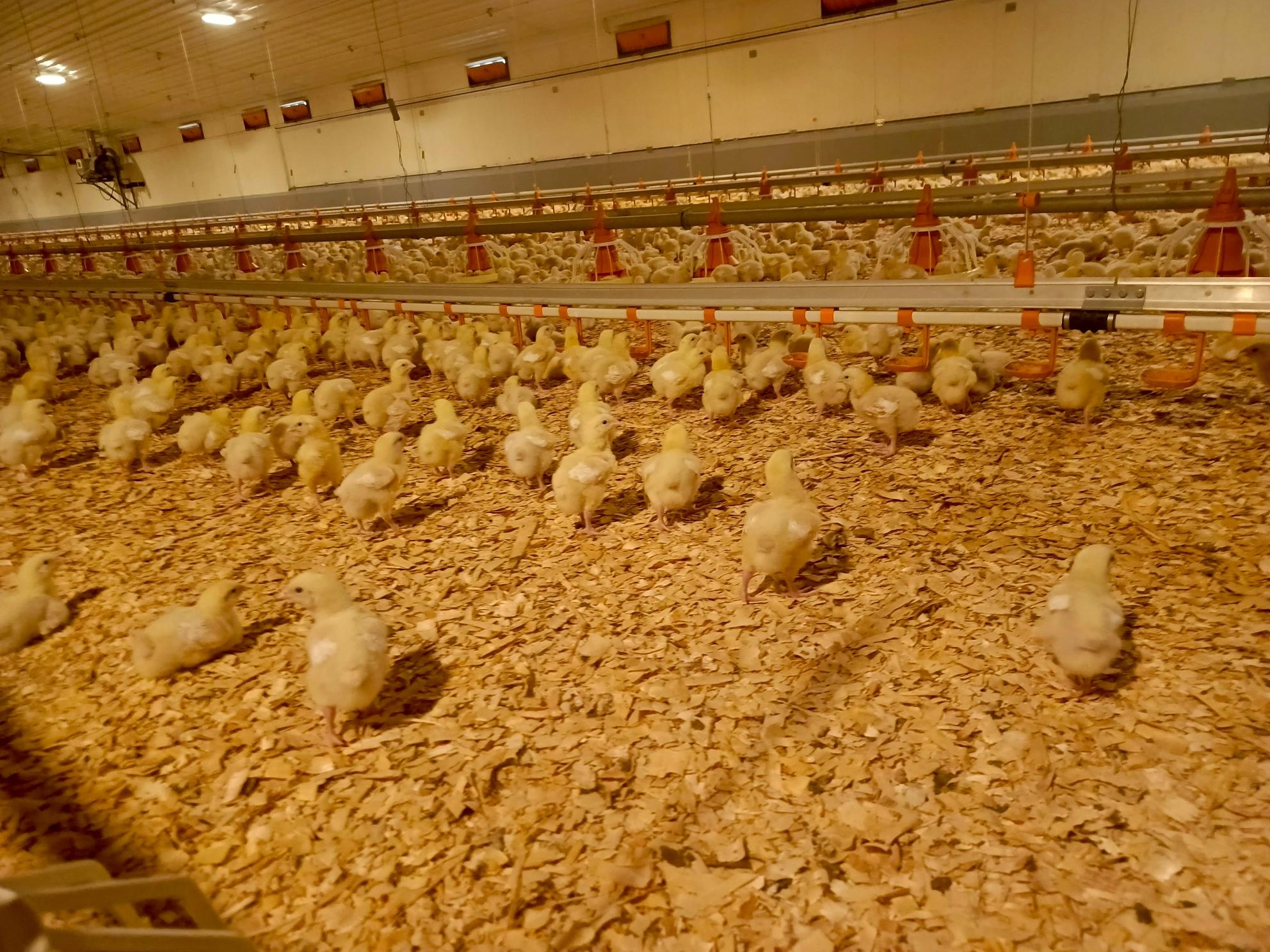 Strengthen systems to curb infections, Kenchic urges poultry farmers