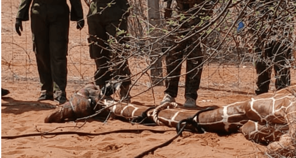 Wildlife agency condemns moving of giraffes from Wajir