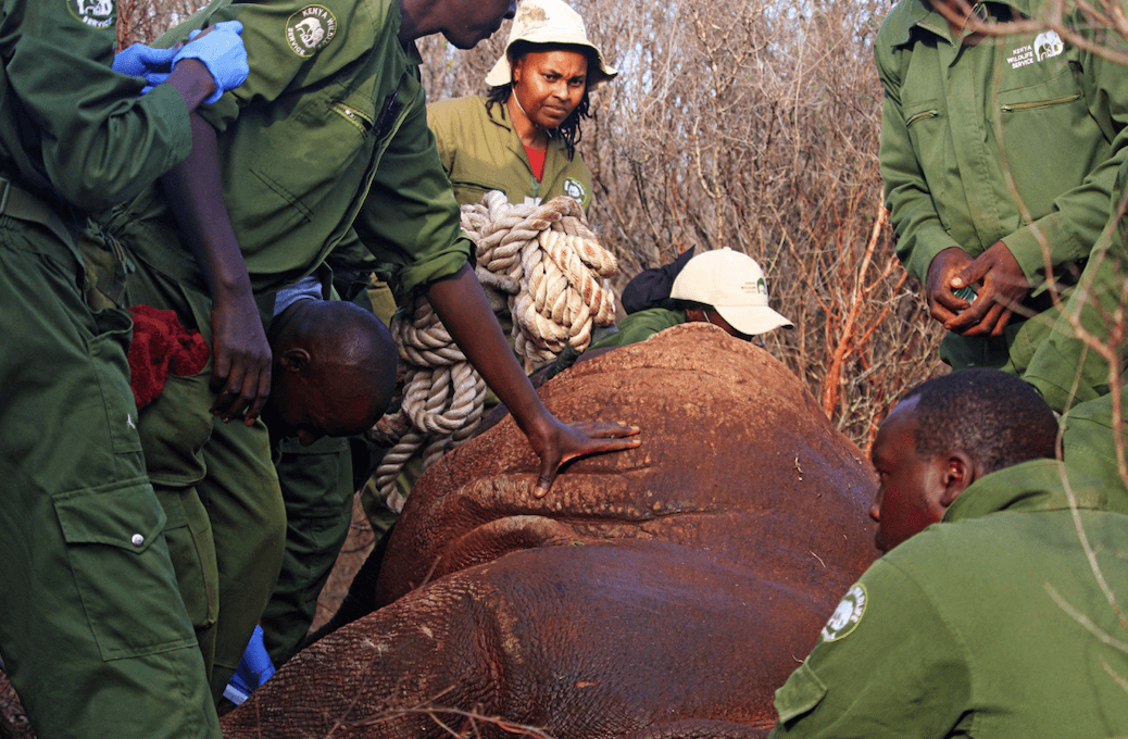 KWS begins ear notching to protect rhinos in Tsavo
