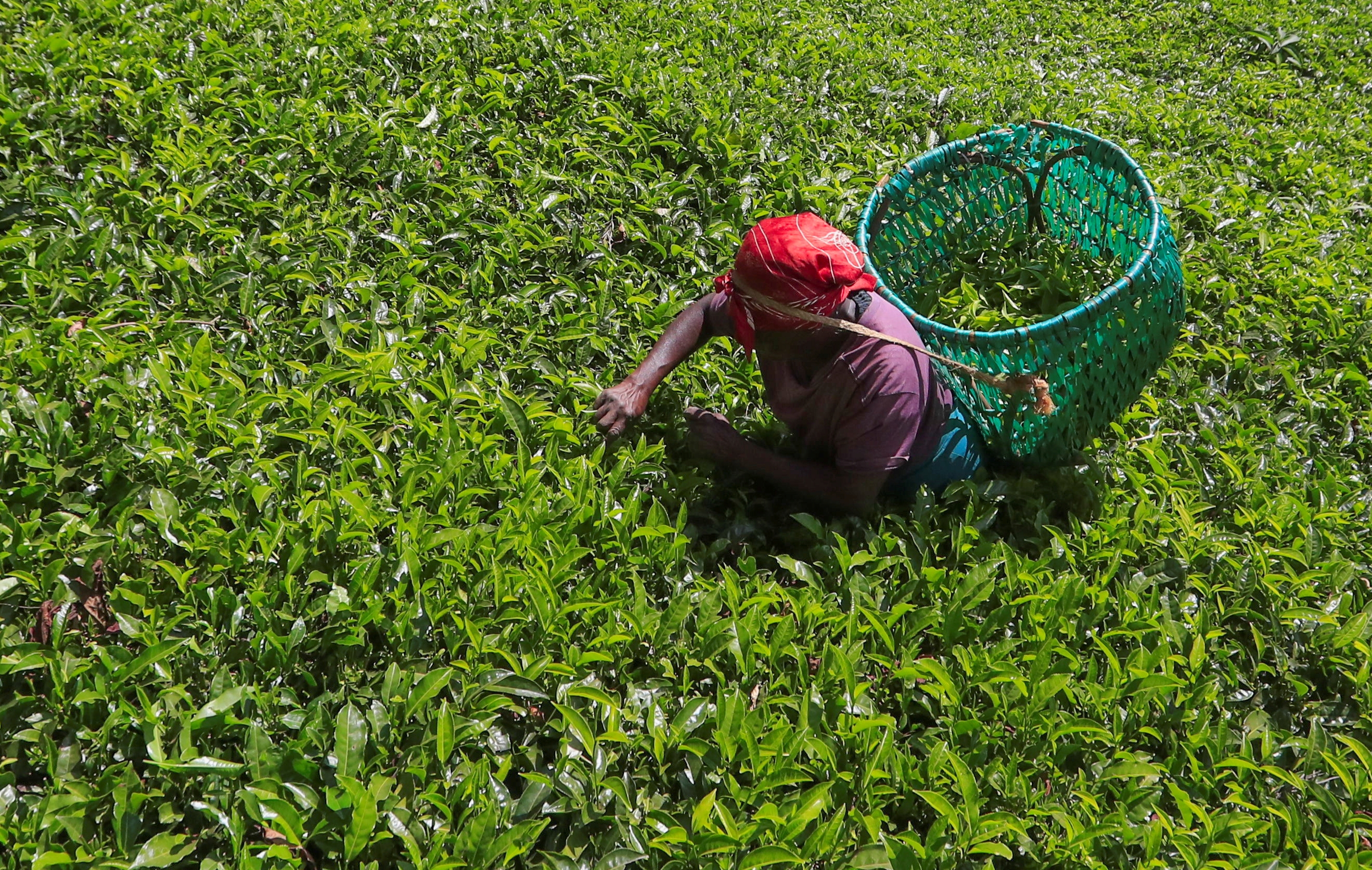 Stakeholders blame regulations, prices for tea sector woes