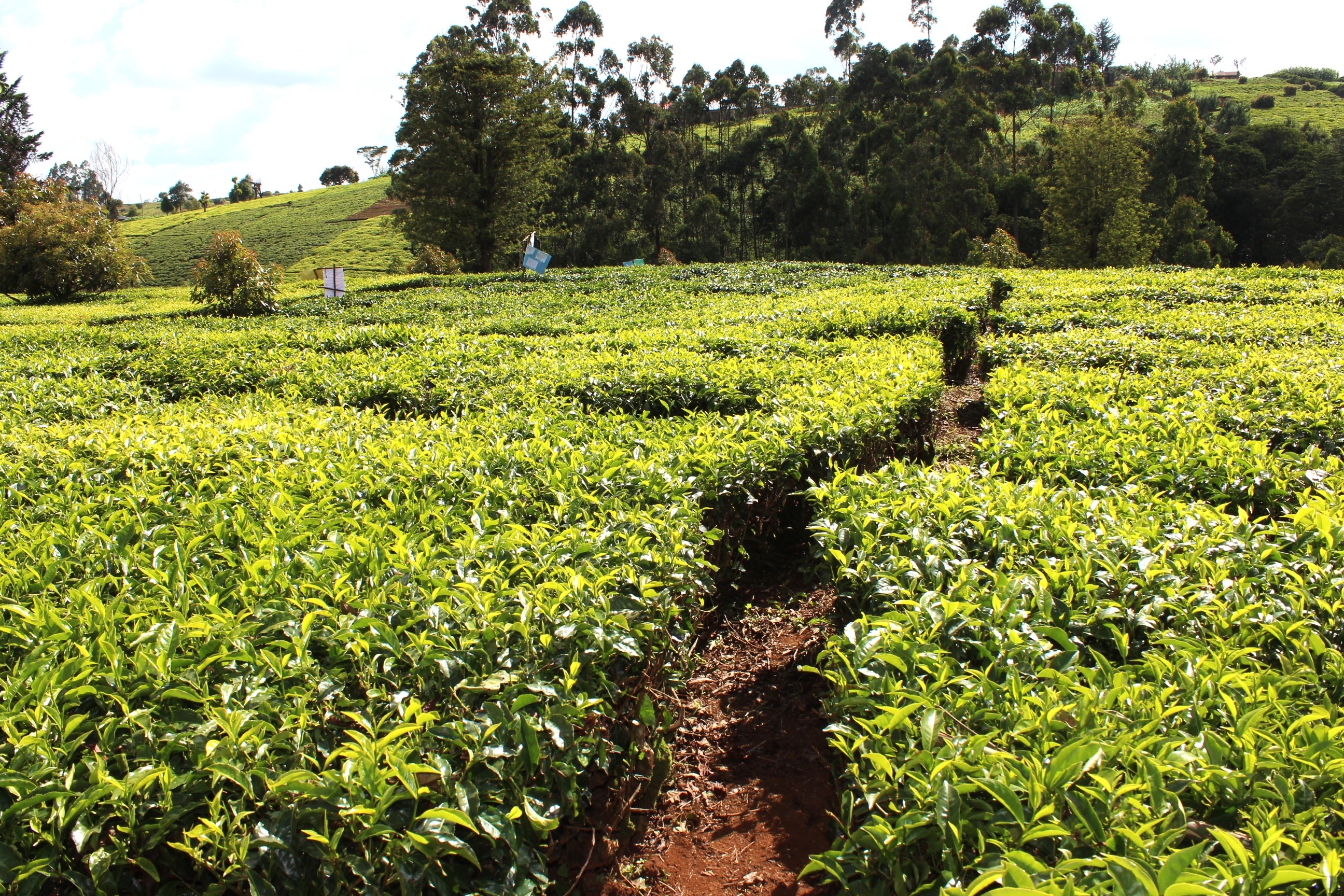 KTDA works to resolve perennial delays in disbursement of fertilisers