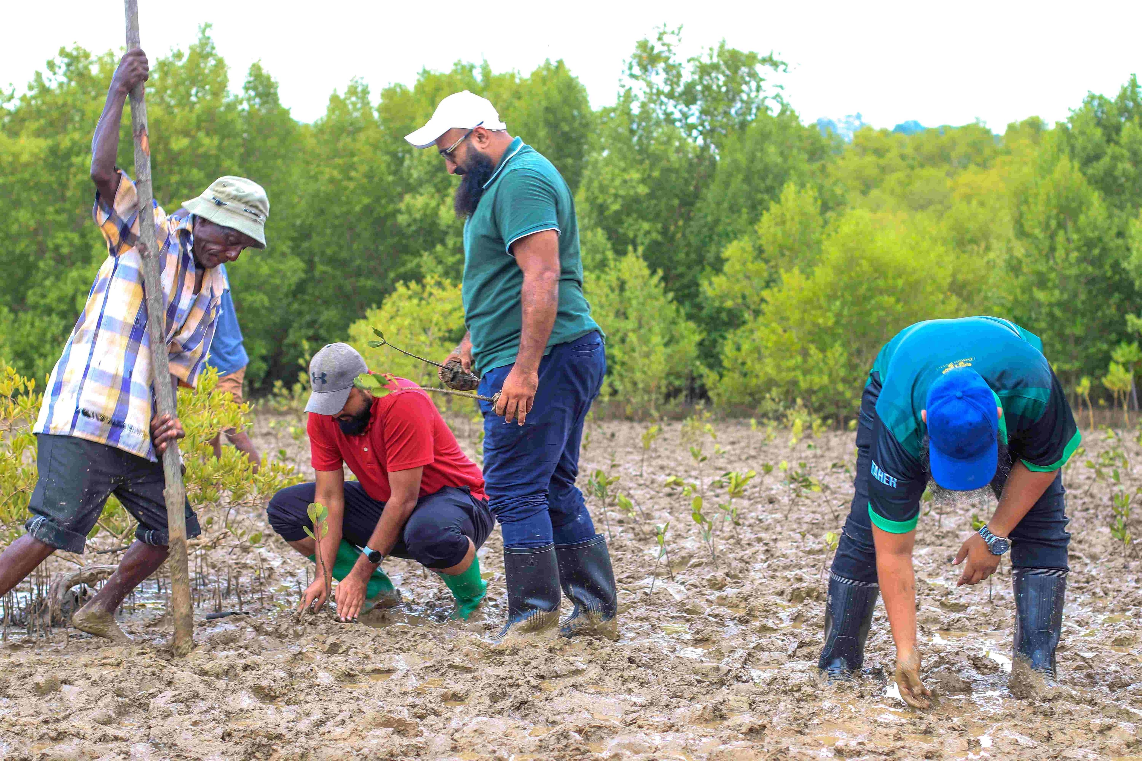 New mangroves in Mombasa boost fish stocks, protect shores