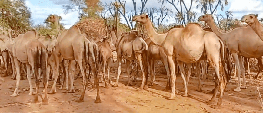 Kala-azar outbreak sparks fear in Kitui county