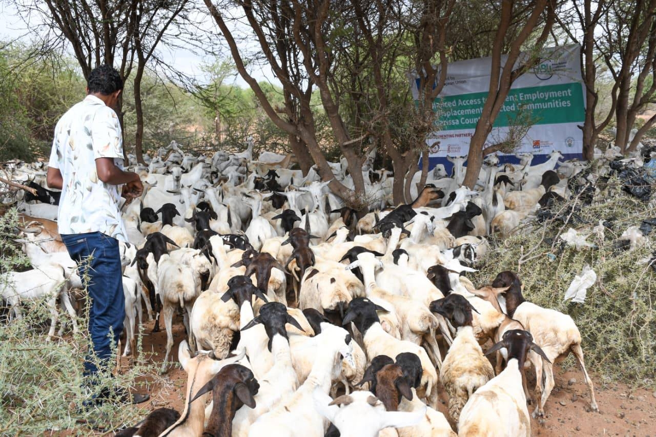 Garissa launches e-voucher system to boost livestock vaccination