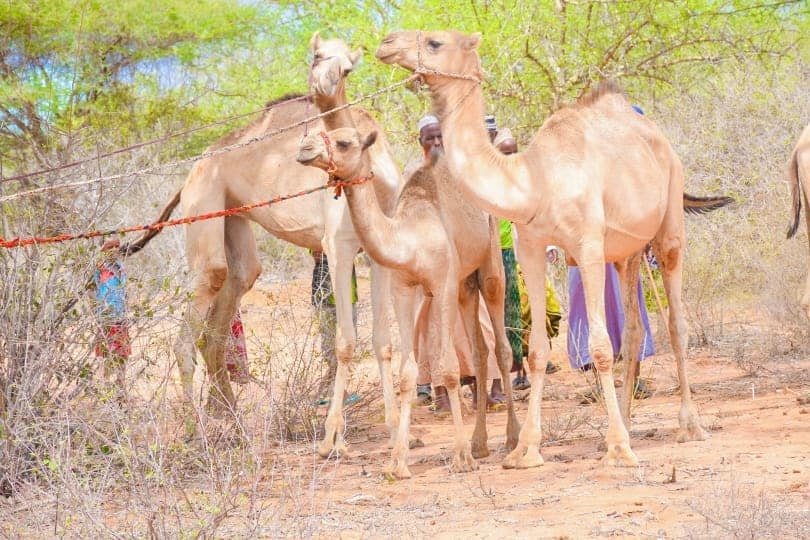 Isiolo unveils 10-year plan to boost camel milk production for stronger livelihoods