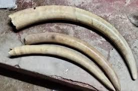 Suspected traffickers arrested with Sh15m ivory in lodging