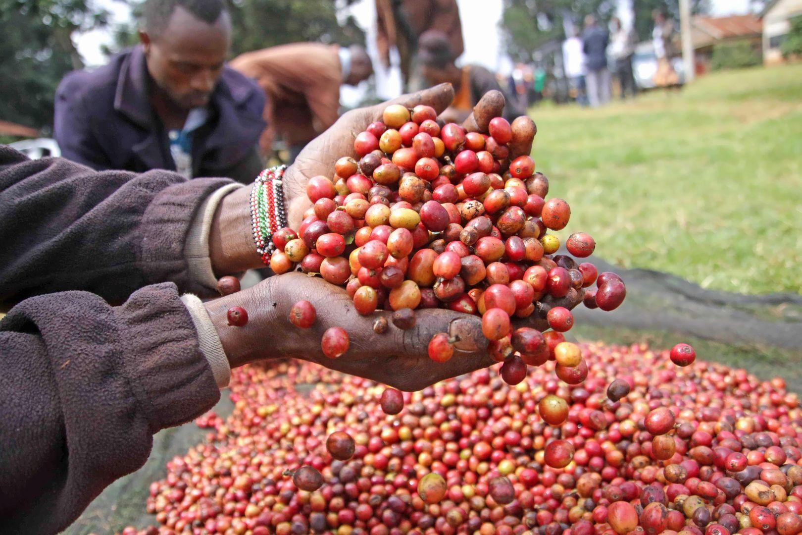 Low interest rates, reforms spur high loans to coffee farmers