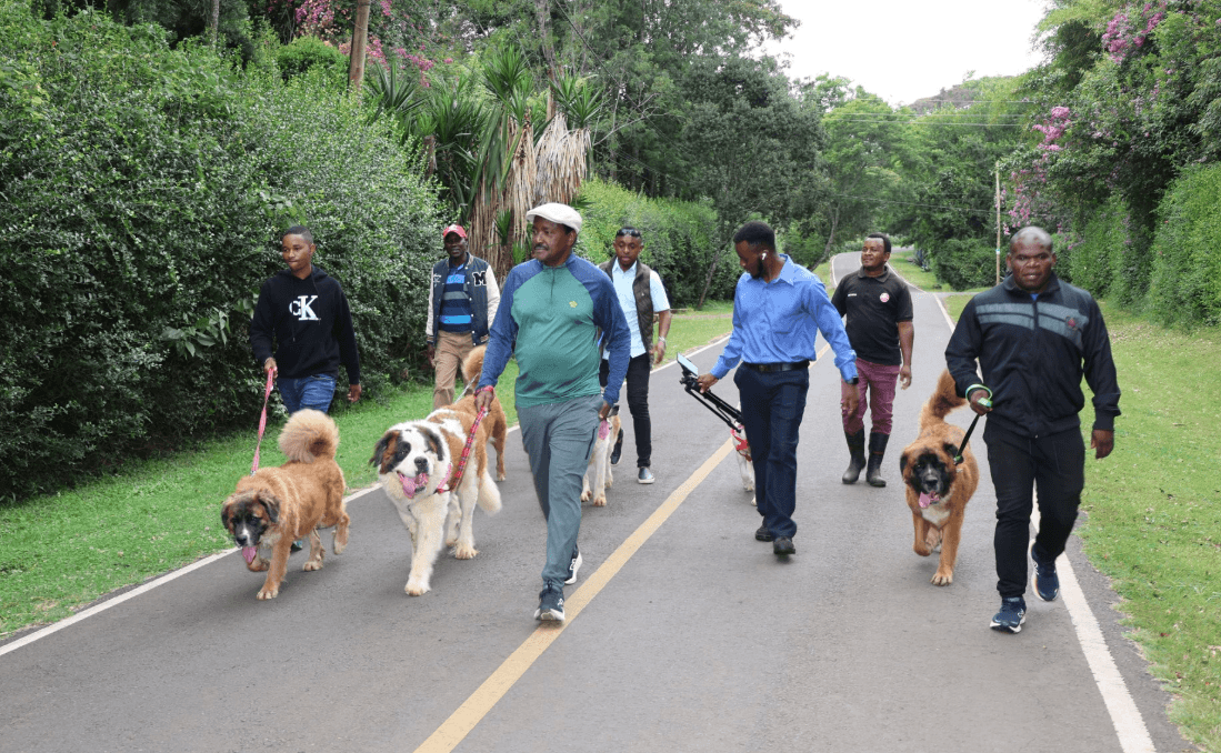 Kalonzo stages ‘hunt’ for abductors as he walks his dogs