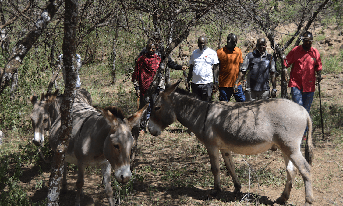 Maasai elders ban donkey slaughter in their areas