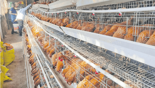 Once laid off, now reaping big from chicken farming