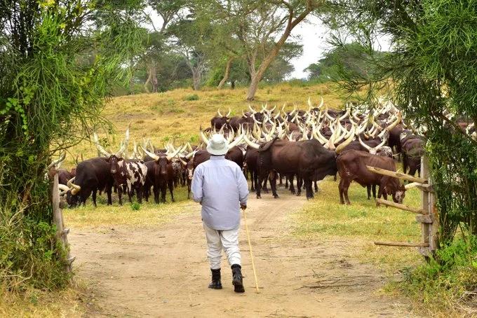 Daring thiefs raid Museveni's farm, steal veterinary drugs