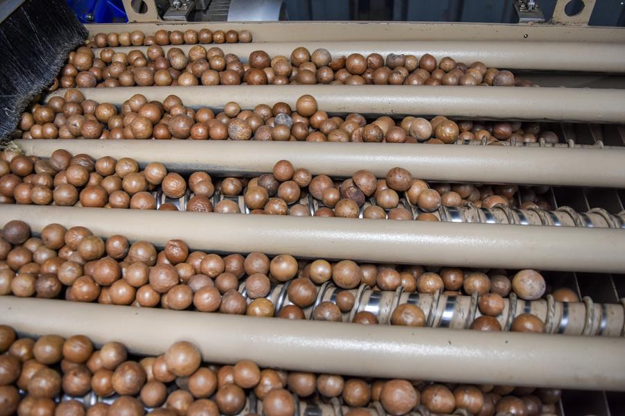 AFA warns against malpractices in handling of macadamia