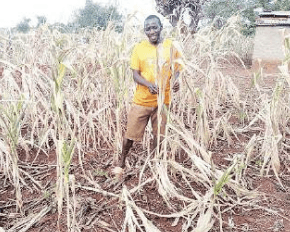 Depressed October-December rains left 430,000 in need of food aid in Kitui, says report