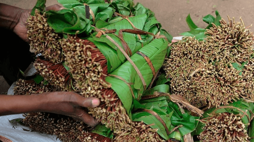 Win for farmers as State doubles miraa prices