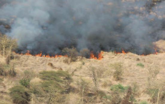 KFS bans burning vegetation near forests