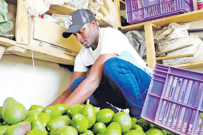 Murang’a youth thrives adding value to avocado