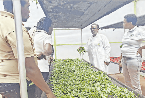 Kalro to train farmers on how to reduce post-harvest losses