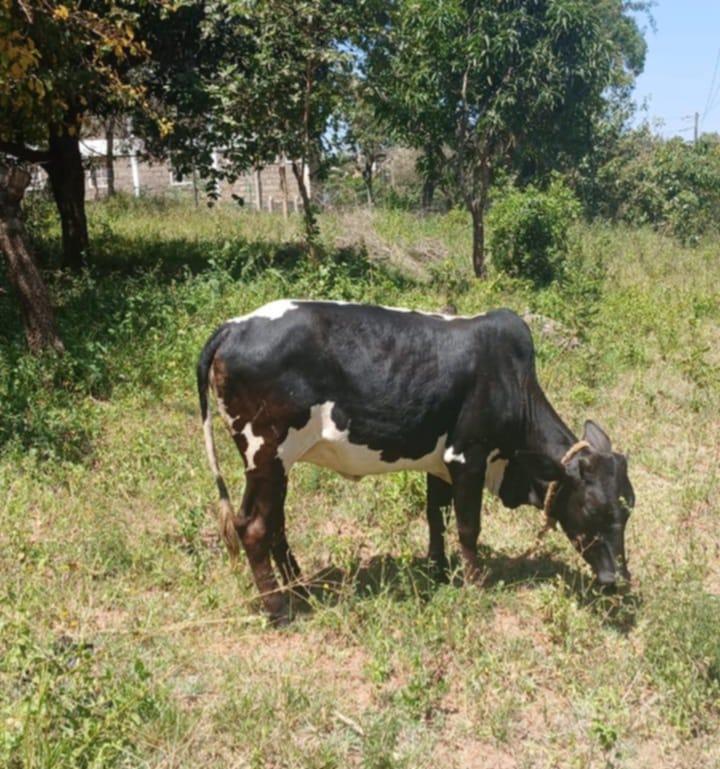 Suspected cattle thief arrested, cows recovered in Machakos