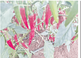 Chilli demand drives seed development across EAC