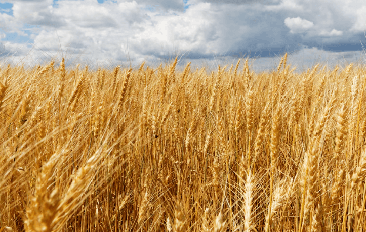 What you need to know about wheat production in Kenya