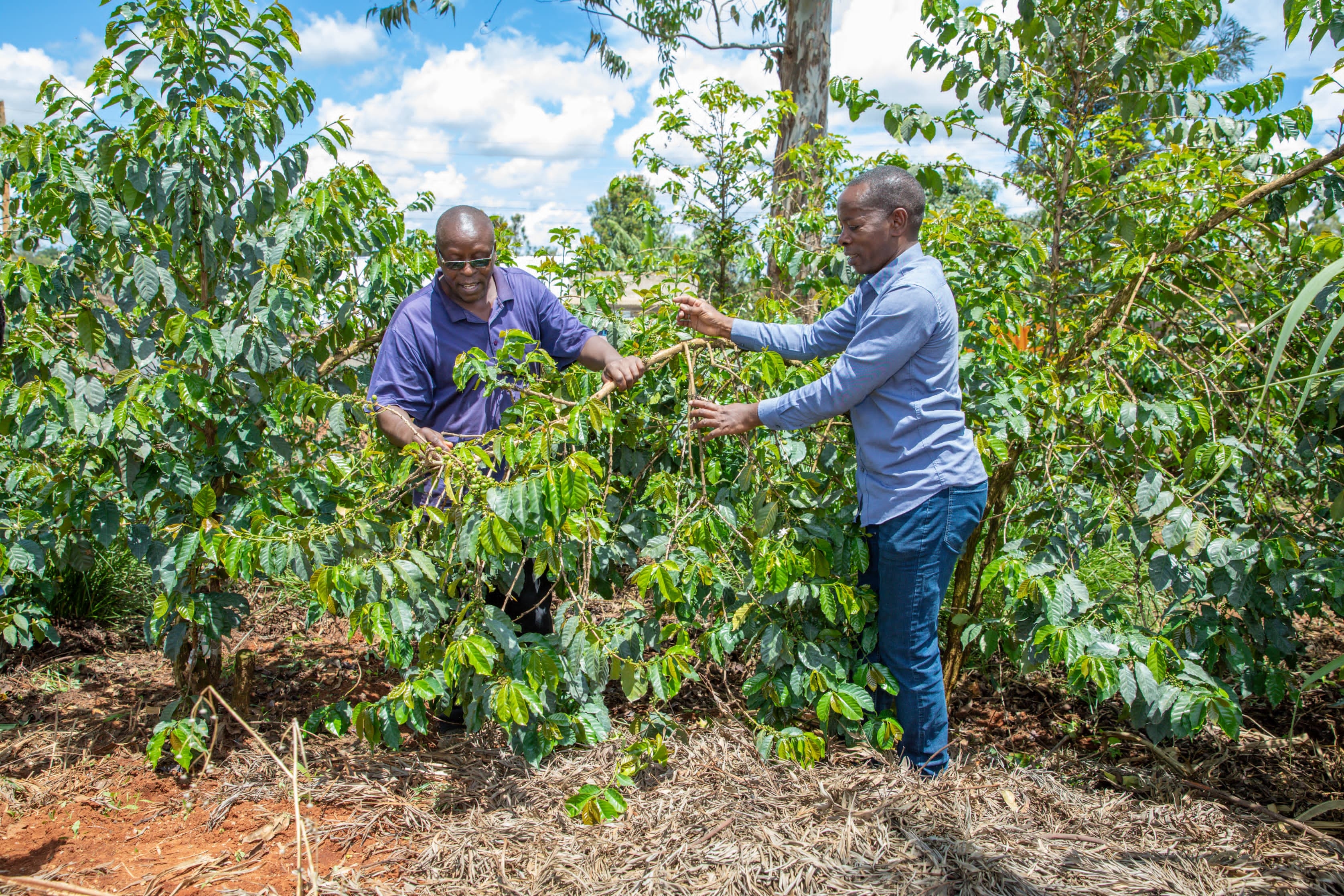 AFA geomaps land occupied by coffee in adherence to EU regulations