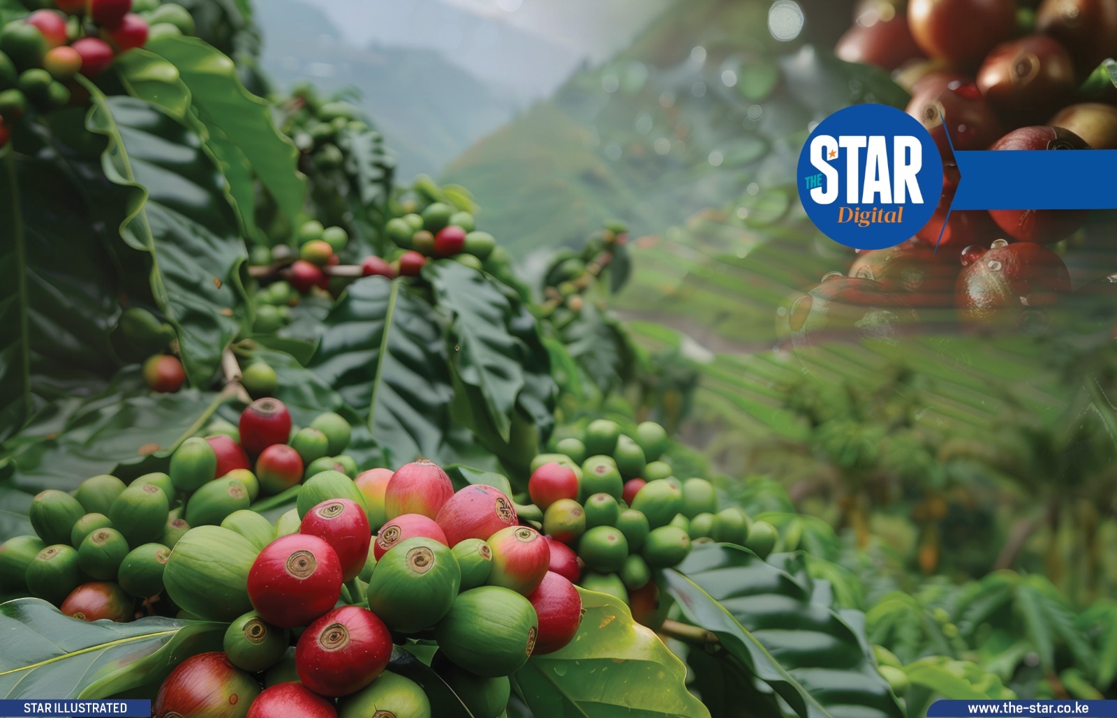 Kenya's total estimated area under coffee ('000 Ha)