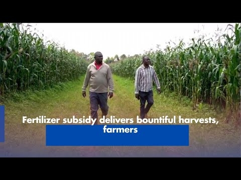 Fertilizer subsidy delivers bountiful harvests, farmers
