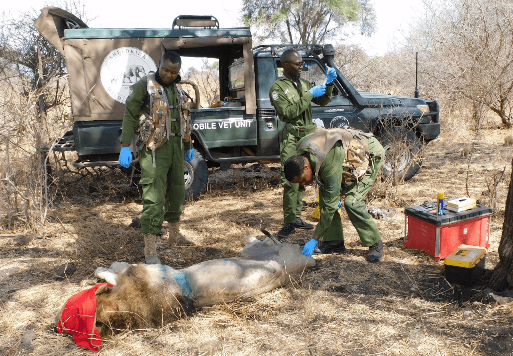 Injured lion treated at Meru park after limp, dental complications