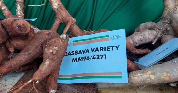 Roots and tubers next food security and climate smart frontier