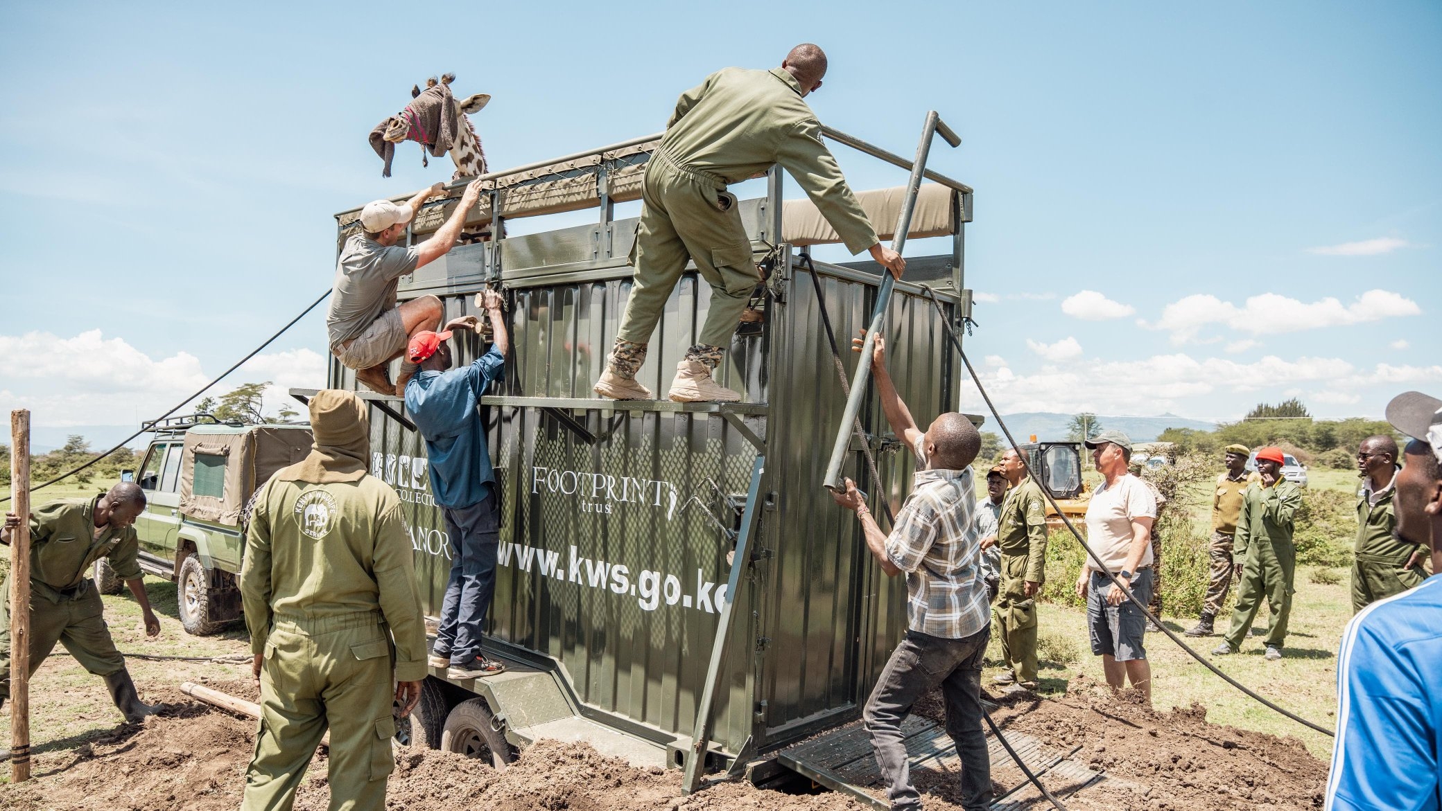 KWS rescues stranded giraffes, zebras in Naivasha