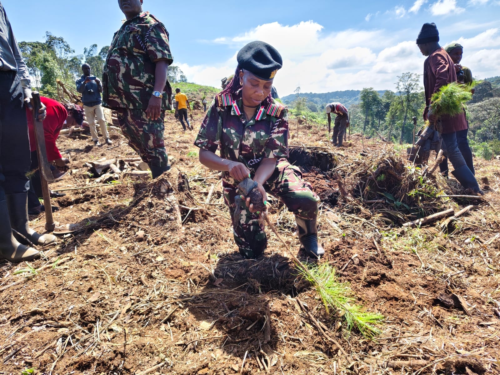 40,000 tree seedlings planted in the Aberdares in race to hit 15bn target