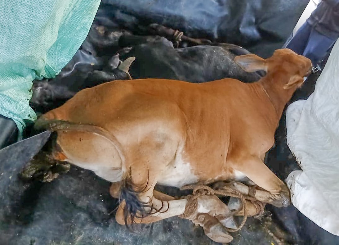 Police intercept vehicle suspected of carrying stolen livestock