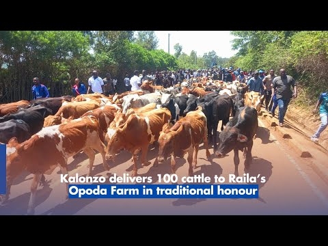 Kalonzo delivers 100 cattle to Raila’s Opoda Farm in traditional honour 1